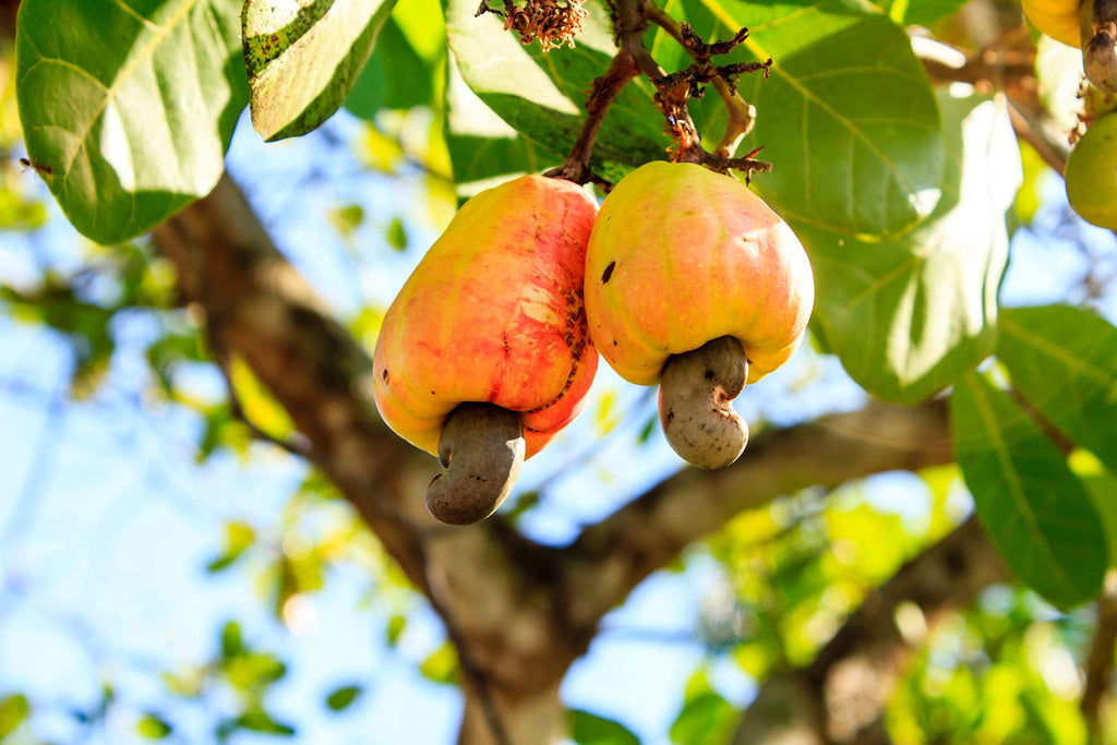 Cashew Nuts W-240