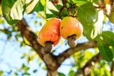 Cashew Nuts W-240